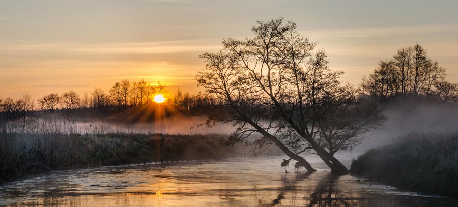 Morgensonne durch Nebel am Fluss