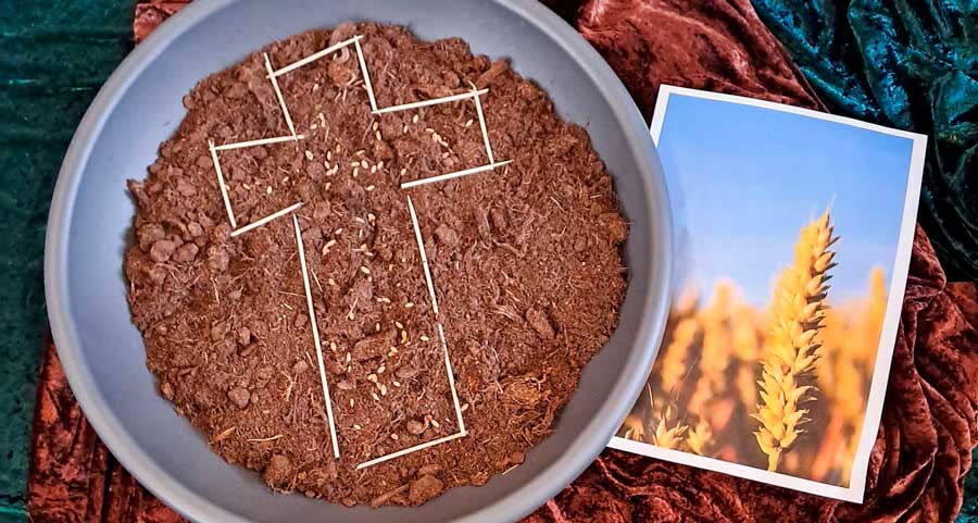 Schüssel mit Weizensamen und Erde