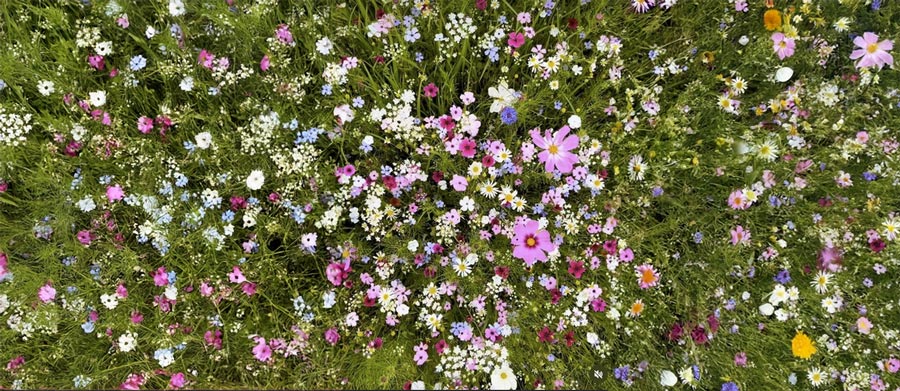 Blumenwiese von oben