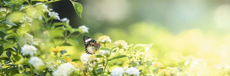 Pflanzen, Sonne, Schmetterling