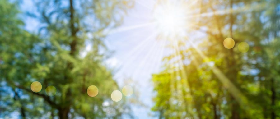 Sonnenstrahlen in grüner Natur