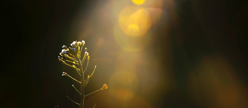 Sonnengesang