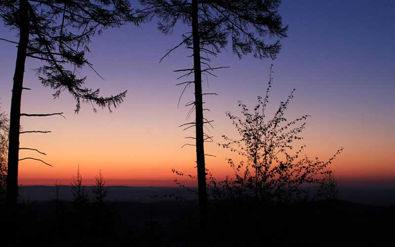 Sonnenaufgang im Wald