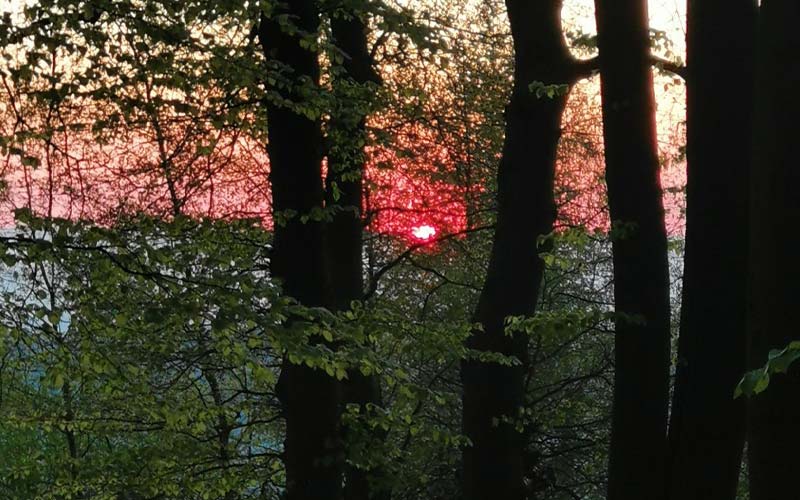 Sonnenaufgang im Wald