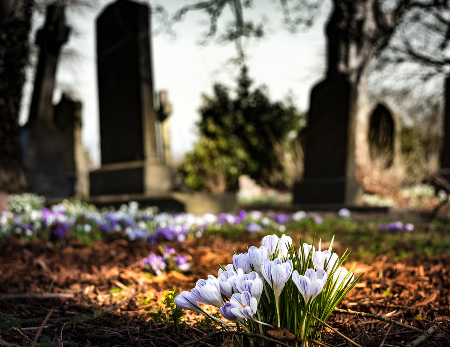 Friedhof und Krokusse