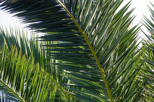 Palmwedel