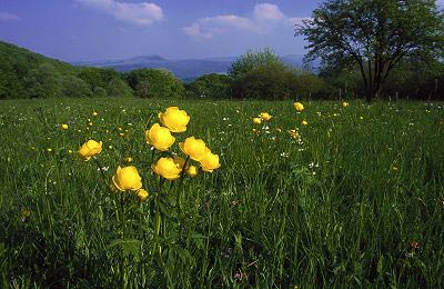 Blumenwiese