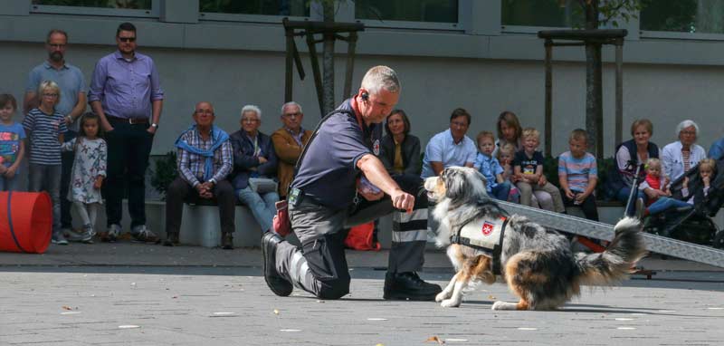 Hundevorführung